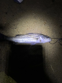 セイゴ（マルスズキ）の釣果