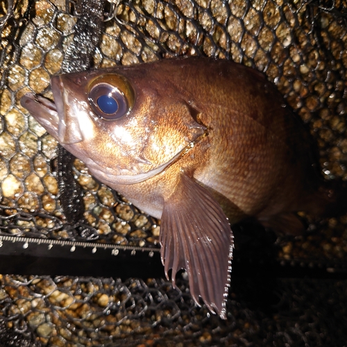 メバルの釣果