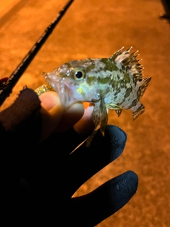 タケノコメバルの釣果