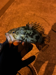 タケノコメバルの釣果