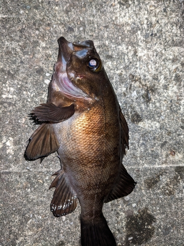 メバルの釣果