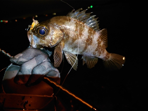 メバルの釣果