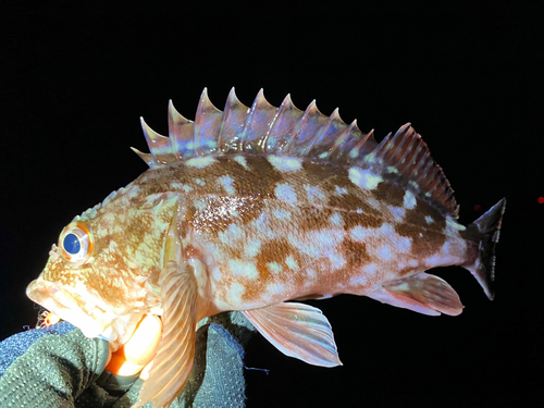 ガシラの釣果