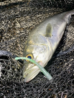 フッコ（マルスズキ）の釣果