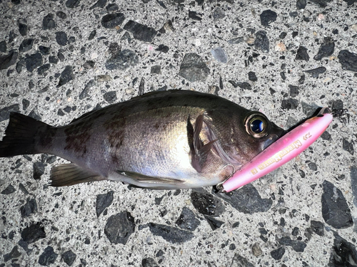 メバルの釣果