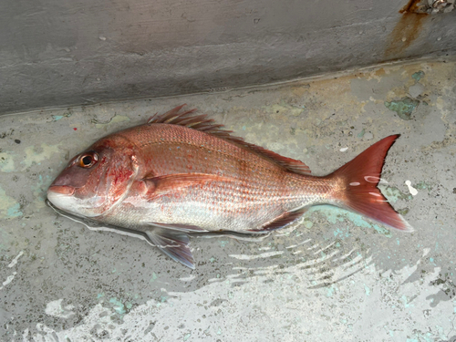 マダイの釣果