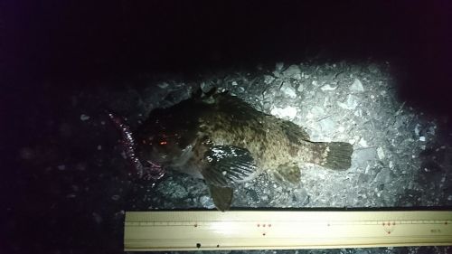 ムラソイの釣果