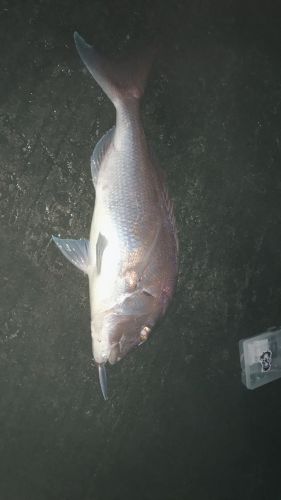 タイの釣果