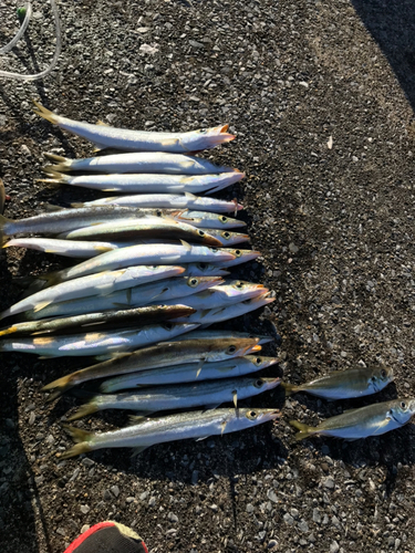 アカカマスの釣果