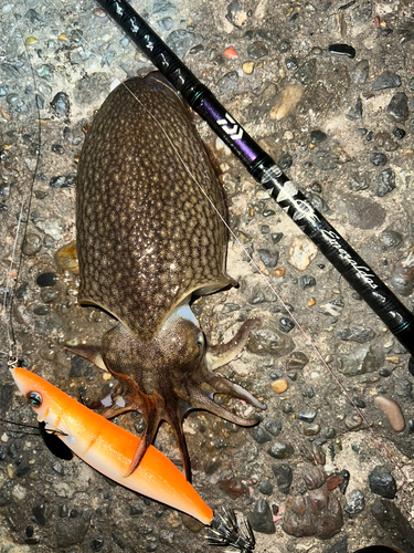 シリヤケイカの釣果