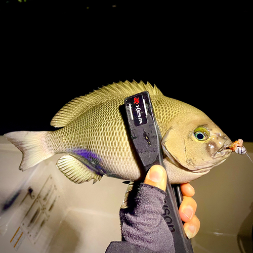 クチブトグレの釣果