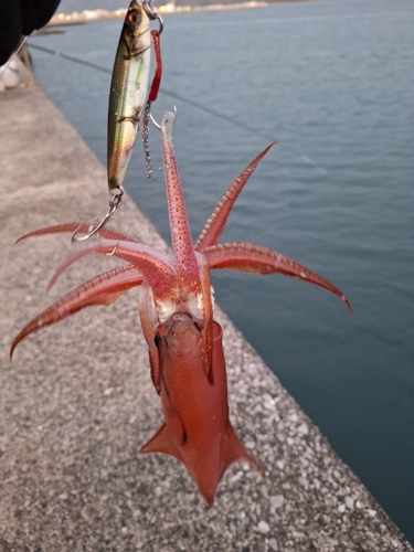 ケンサキイカの釣果