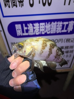 メバルの釣果