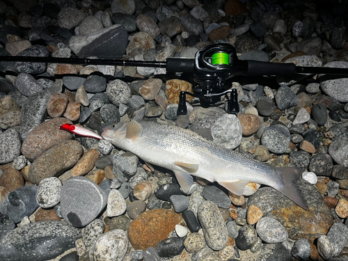 ウグイの釣果