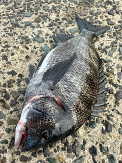 クロダイの釣果