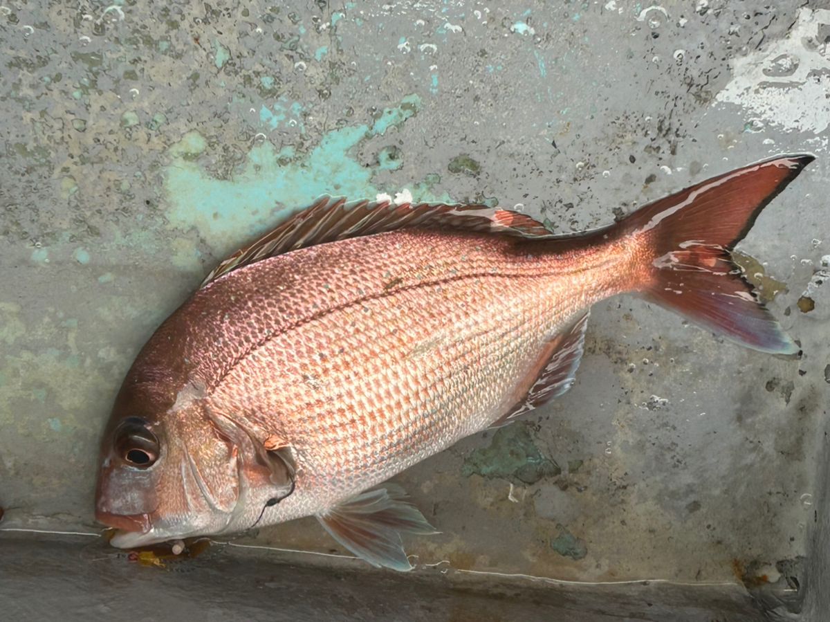 たけしハイさんの釣果 2枚目の画像