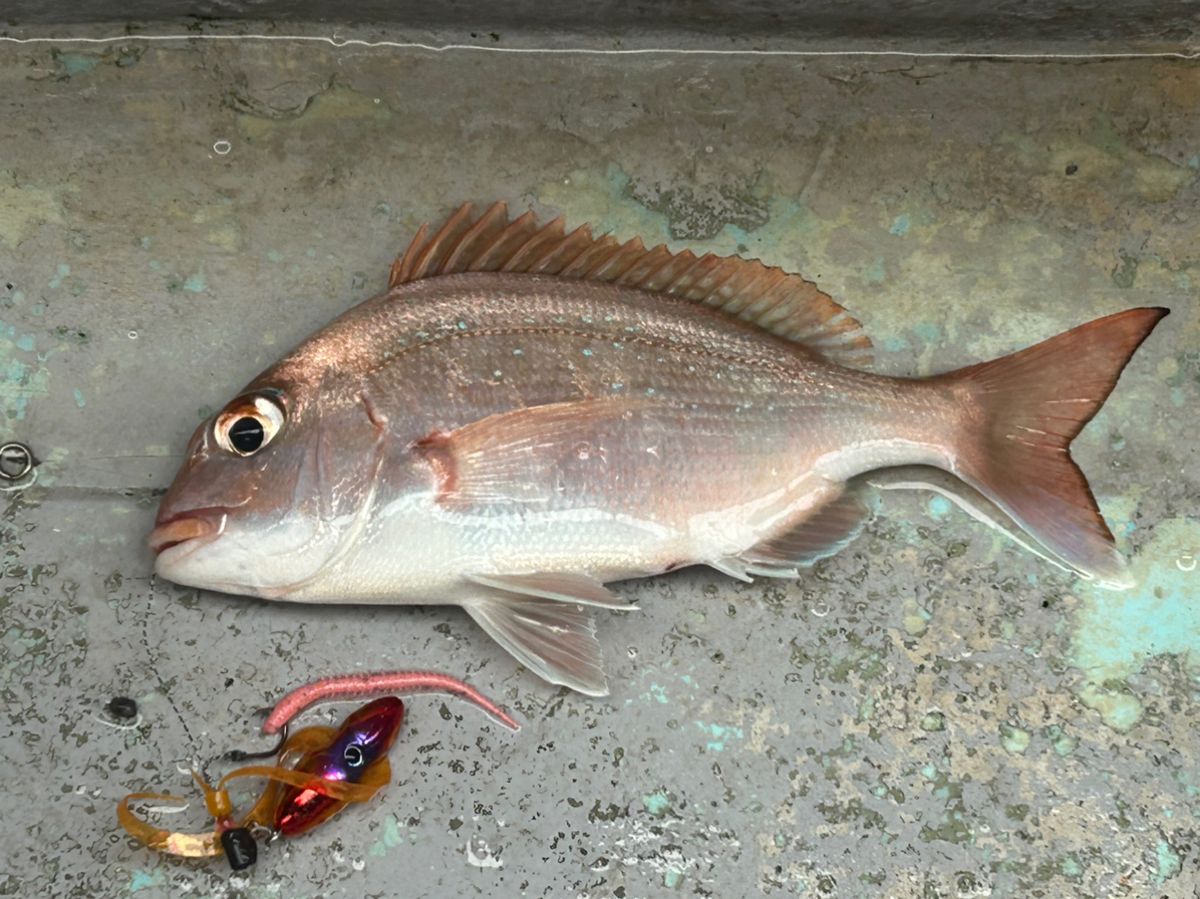 たけしハイさんの釣果 3枚目の画像