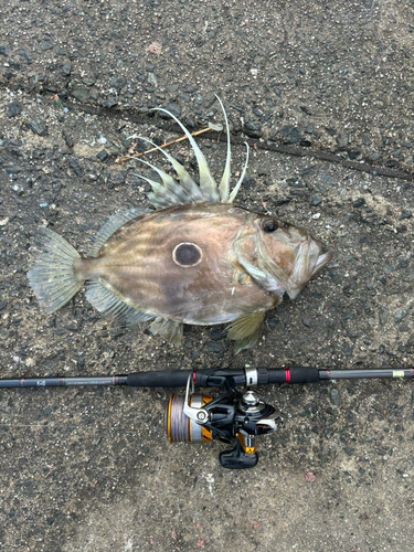 マトウダイの釣果