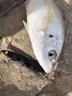 メッキの釣果