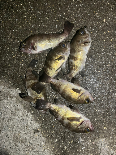 シロメバルの釣果