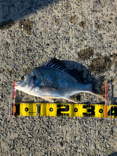 キビレの釣果