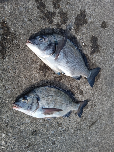 クロダイの釣果