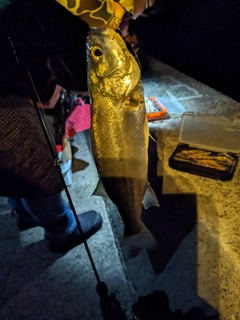 セイゴ（マルスズキ）の釣果