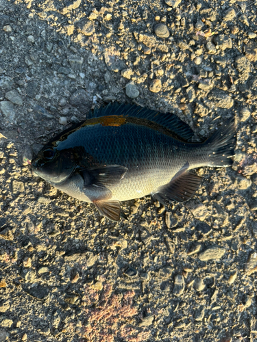 メジナの釣果