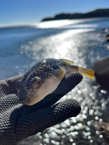 クサフグの釣果