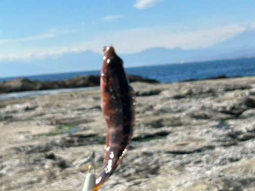 ベラの釣果