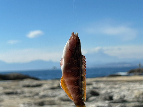 ベラの釣果