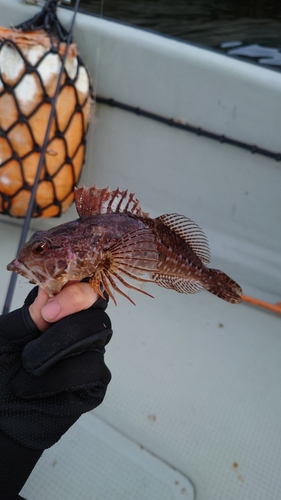 アナハゼの釣果