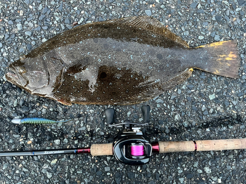 ヒラメの釣果