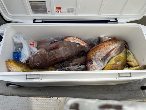 マハタの釣果