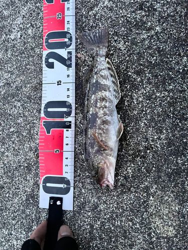 アイナメの釣果