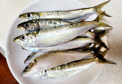 カタボシイワシの釣果