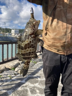 ハタの釣果