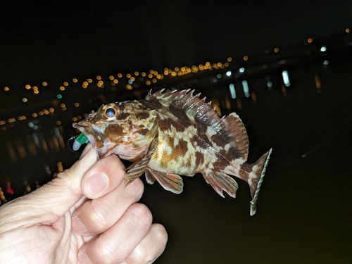 カサゴの釣果