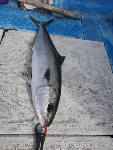 ヒラマサの釣果