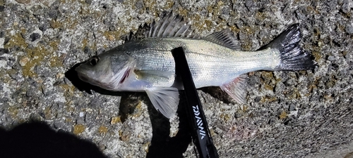 セイゴ（マルスズキ）の釣果