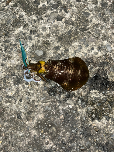 イシダイの釣果