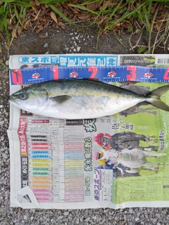 イナダの釣果