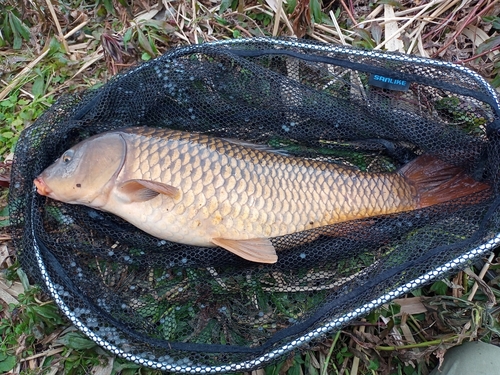 コイの釣果