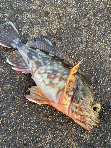 カサゴの釣果