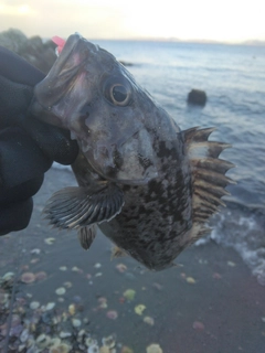 クロソイの釣果