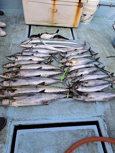 サワラの釣果