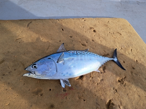 スマカツオの釣果