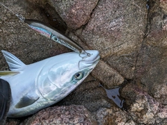ヤズの釣果