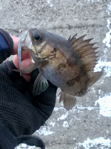 シロメバルの釣果