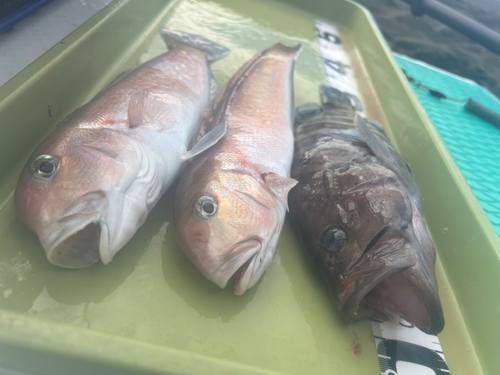 シロアマダイの釣果